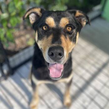 German Shepherd Dog and Mixed Breed Dogs Available for Adoption in Bradenton, Florida - Dude | PetCurious