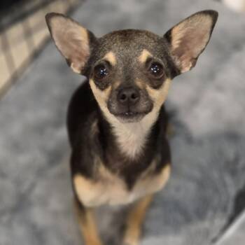 Dixie Darling -  Chihuahua Dog for Adoption in Redmond, Washington - Dixie Darling | PetCurious