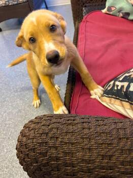 Sherlock Bones -  Labrador Retriever Dog for Adoption in Sparta, Illinois - Sherlock Bones | PetCurious