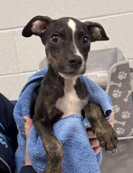 Forrest -  Mixed Breed Dog for Adoption in Kansas City, Missouri - Forrest | PetCurious