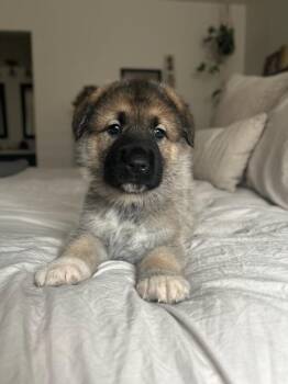 German Shepherd Dog Dogs Available for Adoption - Dylan (fka June) Pink Collar | PetCurious