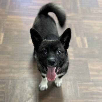 Mixed Breed Dogs Available for Adoption in Roxboro, North Carolina - Kit | PetCurious