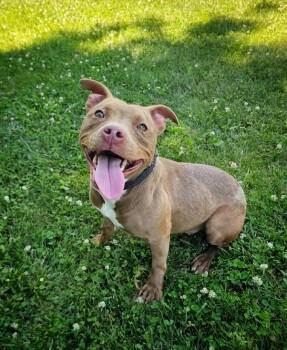 Lottie -  Staffordshire Bull Terrier Dog for Adoption in Bay City, Michigan - Lottie | PetCurious