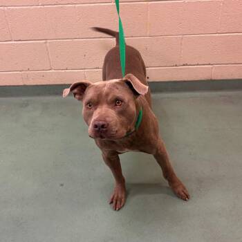 Melvin -  Mixed Breed Dog for Adoption in Memphis, Tennessee - Melvin | PetCurious