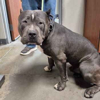 Bam Bam -  Pit Bull Terrier Dog for Adoption in Yuma, Arizona - Bam Bam | PetCurious