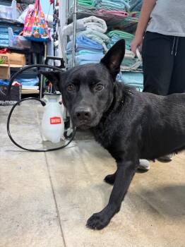 Eclipse -  German Shepherd Dog Dog for Adoption in Morgantown, Kentucky - Eclipse | PetCurious