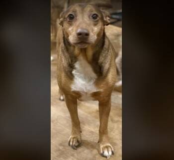 Rescue Mixed Breed Dogs for Adoption in Crossville, Tennessee - Brownie | PetCurious