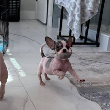 Chihuahua Dogs Available for Adoption - Merlot | PetCurious