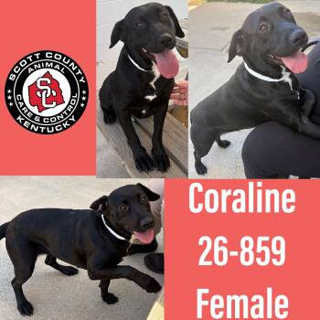 Coraline -  Labrador Retriever and Beagle Dog for Adoption in Georgetown, Kentucky - Coraline | PetCurious