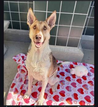 Rescue German Shepherd Dog Dogs for Adoption in Santa Barbara, California - Rocky | PetCurious
