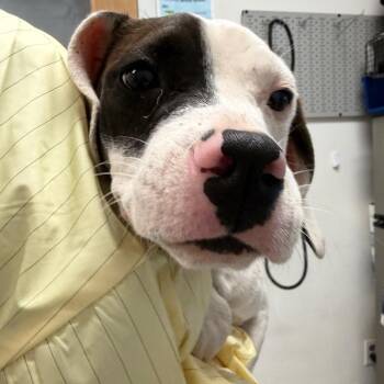 Lida Bida Boda Butt -  Mixed Breed Dog for Adoption in Charleston, West Virginia - Lida Bida Boda Butt | PetCurious