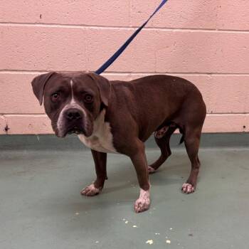 Mixed Breed Dogs Available for Adoption in Memphis, Tennessee - Henry | PetCurious