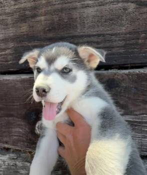 Australian Cattle Dog Blue Heeler and Siberian Husky Dogs Available for Adoption in Camarillo, California - TIRAMISU | PetCurious