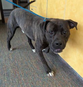 Bruno -  Mastiff Dog for Adoption in Winnipeg, Manitoba - Bruno | PetCurious