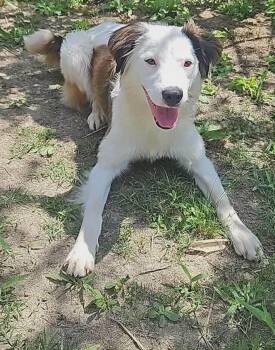 Nelly -  Spaniel Dog for Adoption in South Kingstown, Rhode Island - Nelly | PetCurious