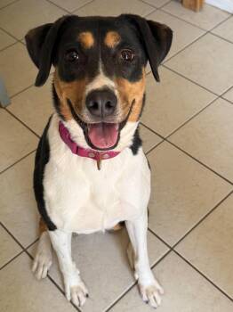 Stevie (in New England) -  Boxer Dog for Adoption in Alexander, Arkansas - Stevie (in New England) | PetCurious