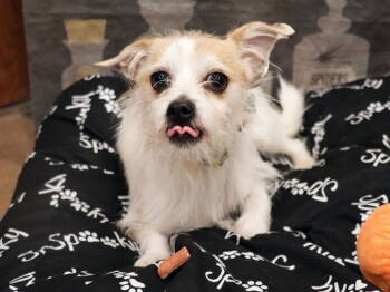 Rescue Terrier Dogs for Adoption in Apple Valley, California - Benji | PetCurious