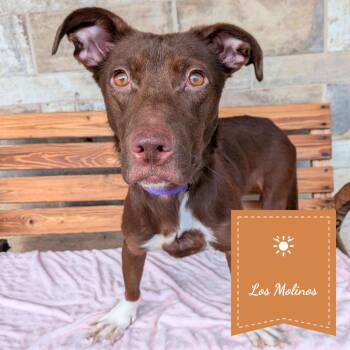 Lily-Pad -  Chocolate Labrador Retriever and Terrier Dog for Adoption in St. Augustine, Florida - Lily-Pad | PetCurious