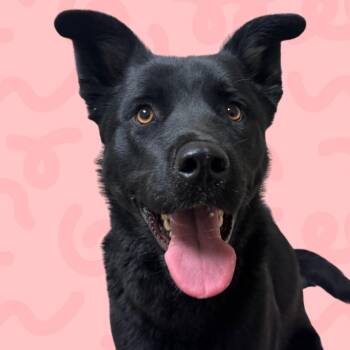 Freya -  German Shepherd Dog and Mixed Breed Dog for Adoption in Reno, Nevada - Freya | PetCurious