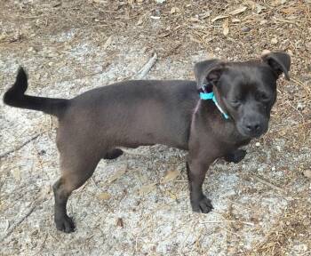 Chihuahua Dogs Available for Adoption in Fort Myers, Florida - Churro | PetCurious