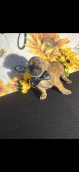 Chug Dogs Available for Adoption in Cottonwood, California - Cowboy | PetCurious