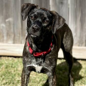 Pit Bull Terrier and Plott Hound Dogs Available for Adoption - Lovey Kissy The Fun Lover Girl | PetCurious