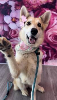 German Shepherd Dog Dogs Available for Adoption - Freya Fancypants | PetCurious