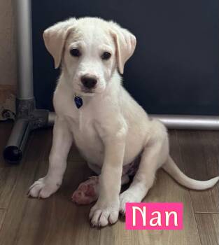 Nan -  Labrador Retriever Dog for Adoption in Fort Worth, Texas - Nan | PetCurious
