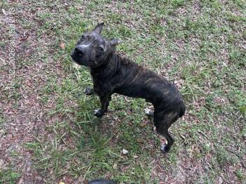 REEF -  Pit Bull Terrier and Mixed Breed Dog for Adoption in Ocala, Florida - REEF | PetCurious