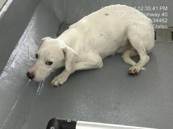 ROCCO -  Parson Russell Terrier and Mixed Breed Dog for Adoption in Ocala, Florida - ROCCO | PetCurious