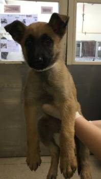 German Shepherd Dog and Mixed Breed Dogs Available for Adoption in Riverside, California - A1915559 | PetCurious
