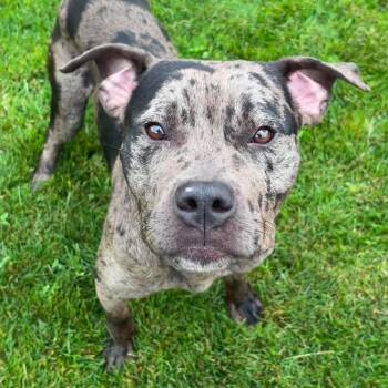 Wheaties -  American Bully Dog for Adoption in Valparaiso, Indiana - Wheaties | PetCurious