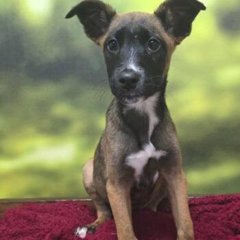 Shepherd and Mixed Breed Dogs Available for Adoption - Diana | PetCurious