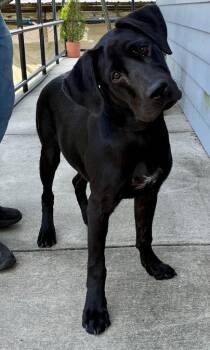 Daisy -  Labrador Retriever Dog for Adoption in Denham Springs, Louisiana - Daisy | PetCurious