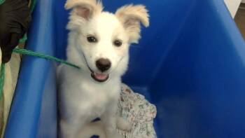 CELINA -  Mixed Breed Dog for Adoption in Dallas, Texas - CELINA | PetCurious