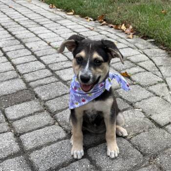Rescue Retriever and German Shepherd Dog Dogs for Adoption in Rockville, Maryland - Zara | PetCurious