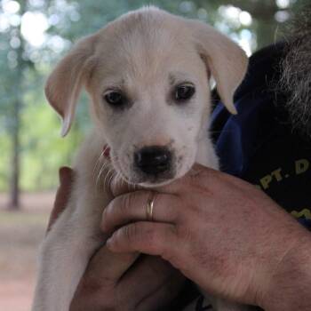 Twilight -  Mixed Breed Dog for Adoption in Valley, Alabama - Twilight | PetCurious