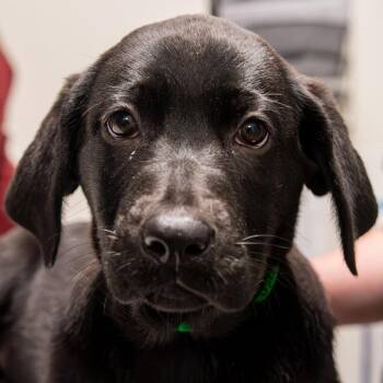Black Labrador Retriever and German Shepherd Dog Dogs Available for Adoption in Kennebunk, Maine - Amare *Avail By Appt* | PetCurious