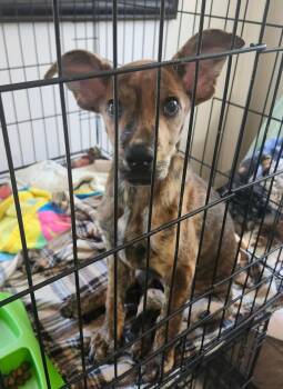 BAT GIRL -  Labrador Retriever Dog for Adoption in Chicopee, Massachusetts - BAT GIRL | PetCurious