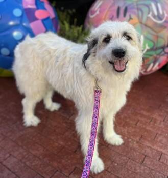 Queen -  Great Pyrenees and Briard Dog for Adoption in Stratham, New Hampshire - Queen | PetCurious