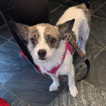 Ella -  Jack Russell Terrier and Mixed Breed Dog for Adoption in Clearwater, Florida - Ella | PetCurious