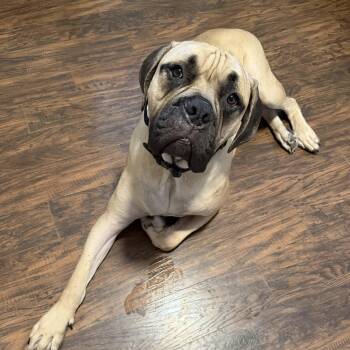 Odin -  Mastiff Dog for Adoption in Buffalo, New York - Odin | PetCurious