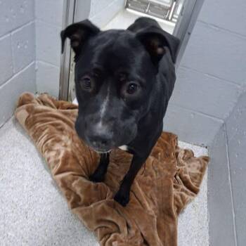 Axle -  Pit Bull Terrier and German Shepherd Dog Dog for Adoption in Lake Havasu City, Arizona - Axle | PetCurious