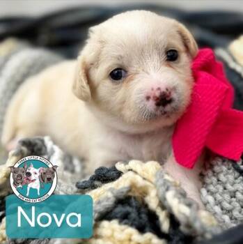 Golden Retriever and Labradoodle Dogs Available for Adoption in Friendswood, Texas - Nova Starlight | PetCurious