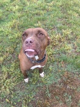 JUMANJI -  Pit Bull Terrier Dog Available for Adoption - JUMANJI | PetCurious