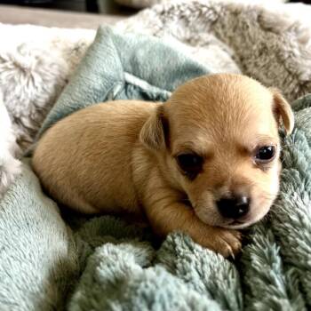 Chihuahua Dogs Available for Adoption in San Diego, California - Bandit_7 | PetCurious