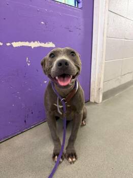 Harper -  Staffordshire Bull Terrier Dog for Adoption in Aurora, Colorado - Harper | PetCurious