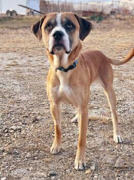 Rescue Boxer Dogs for Adoption in Peace River, Alberta - Charlie | PetCurious