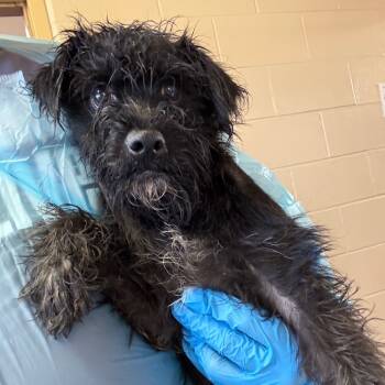 Rescue Terrier and Mixed Breed Dogs for Adoption in San Antonio, Texas - Bruce | PetCurious