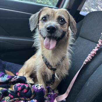 Gordo -  Mixed Breed Dog for Adoption in Philadelphia, Pennsylvania - Gordo | PetCurious